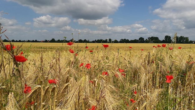 Marka sprzętu AGD gwarancją jakości i niezawodności